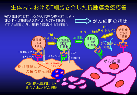 がん免疫療法