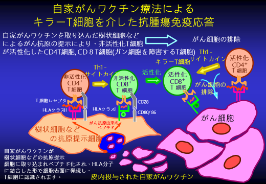 がん免疫療法