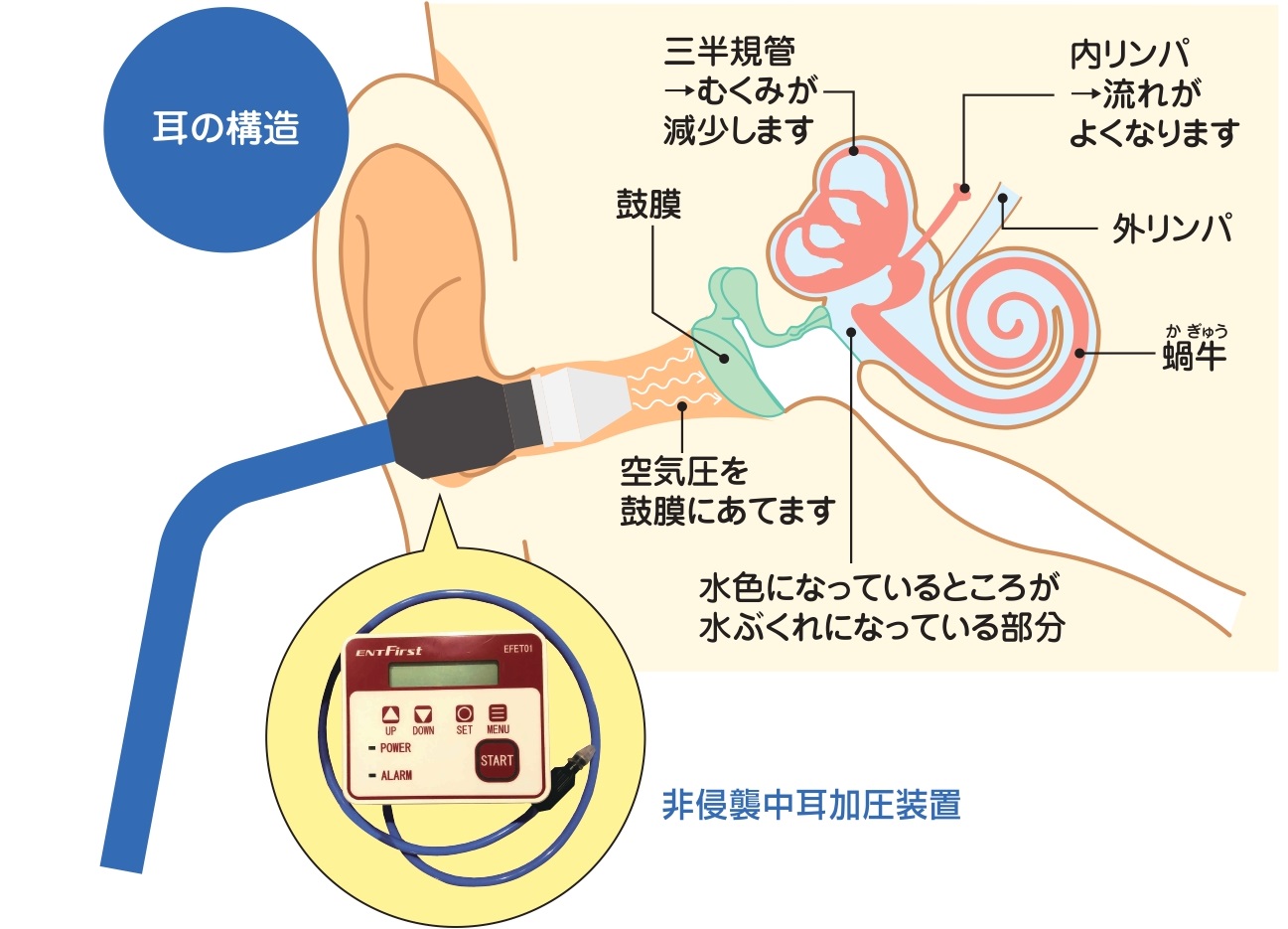 耳の構造